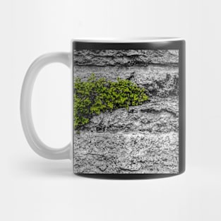 plant on the wall, nature Mug